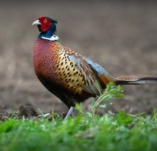 Pheasant season offers growing opportunities for hunters.