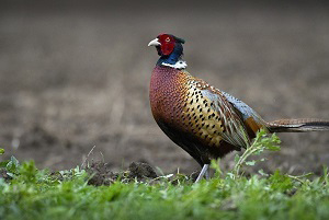 New Pheasant Program to Offer Releases on State Game Areas