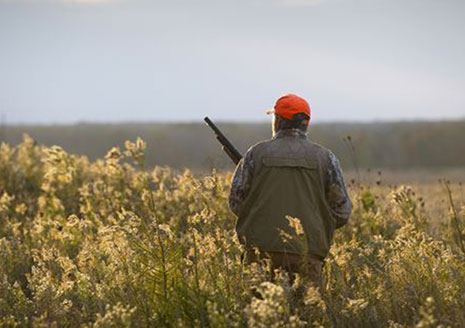 Pheasants to be Released on Southern Michigan State Game Areas