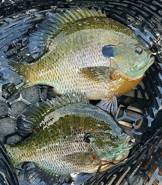 The Tungsten Advantage for Summer and Autumn Panfish