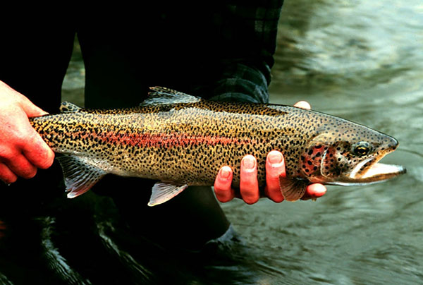 Rainbow Trout at Gechiak Creek