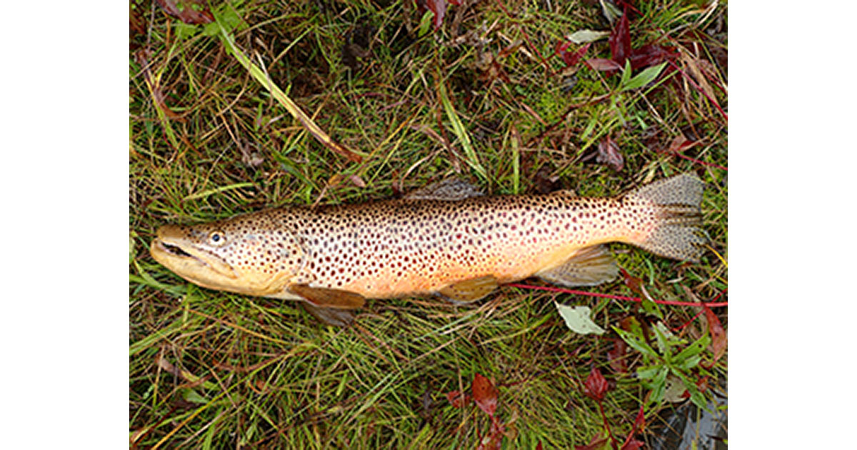 New Trout Regulations now in Place