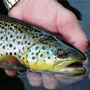 Brown Trout Stocked in Northern Indiana Waters