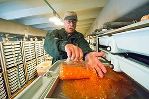 Salmon and Trout Egg-Take Efforts Ongoing at DNR Facilities