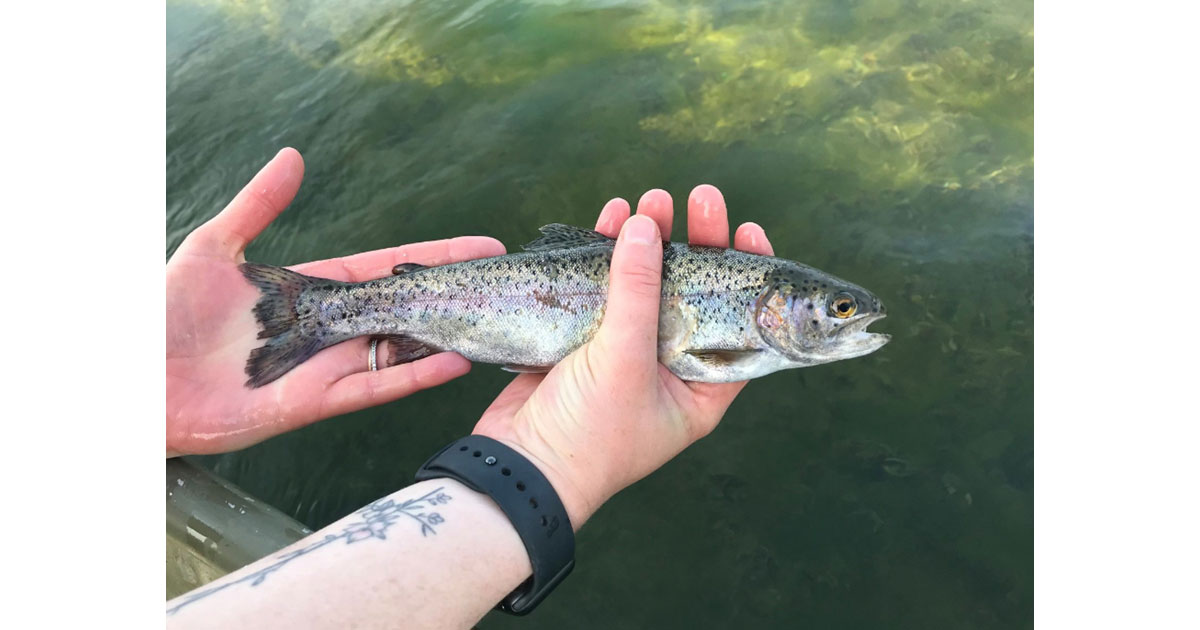Indiana Trout