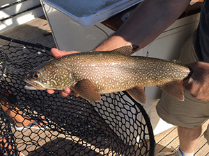 Daily Lake Trout Possession Limit on Grand Traverse Bay Reduced for 2019