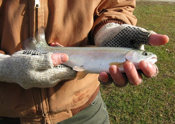 Indiana’s Inland Trout Season Opens Saturday