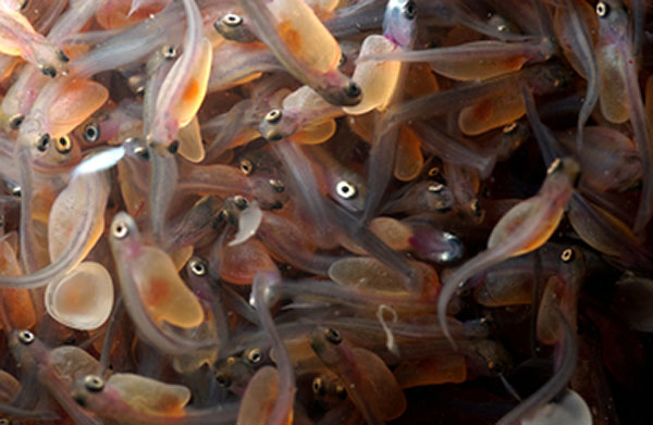 Steelhead eggs