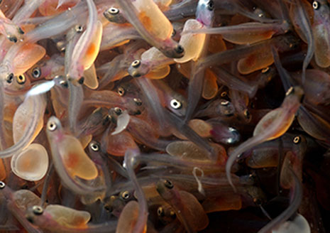 DNR Successfully Complete Steelhead Egg Collection after Lightning Damage