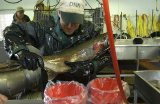 Steelhead egg collection to occur on Little Manistee River this spring.