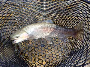 Michigan Relaxes Landing Net Rule for Fishing Steelhead in Rivers
