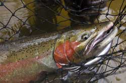 No changes for chumming and steelhead bag limit regulations.