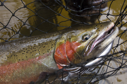 Trout/salmon returns have biologists concerned.