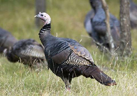 It’s Time to Buy Michigan Turkey Licenses