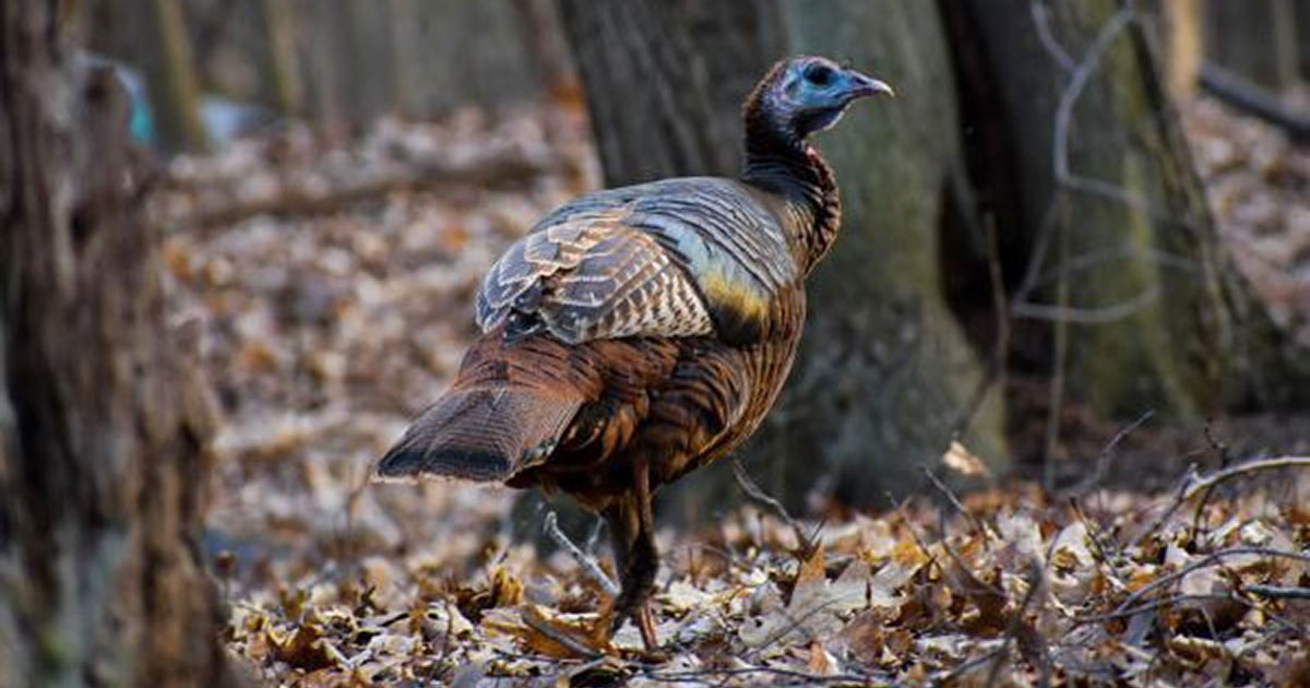 Fall Turkey