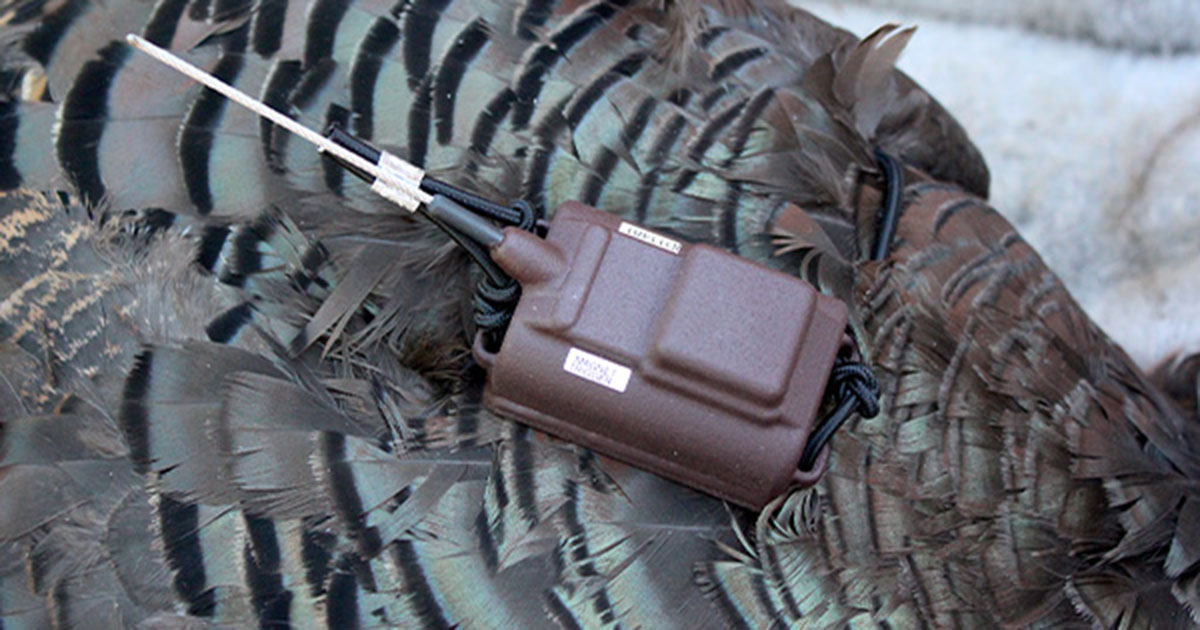 Michigan Turkey Study