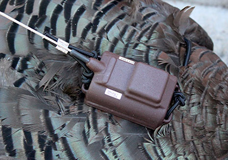 Michigan NWTF Invests $150,000 in Wild Turkey Population Study