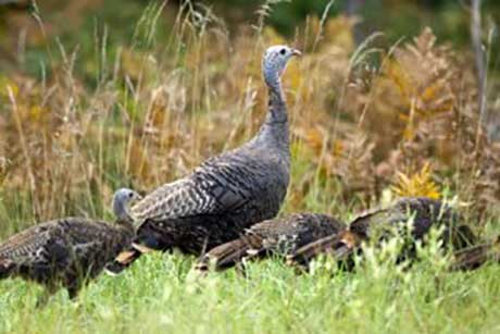 The wild turkey: Januarys Migratory Bird Treaty Centennial featured bird.