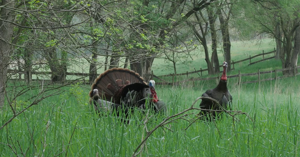 Michigan turkeys