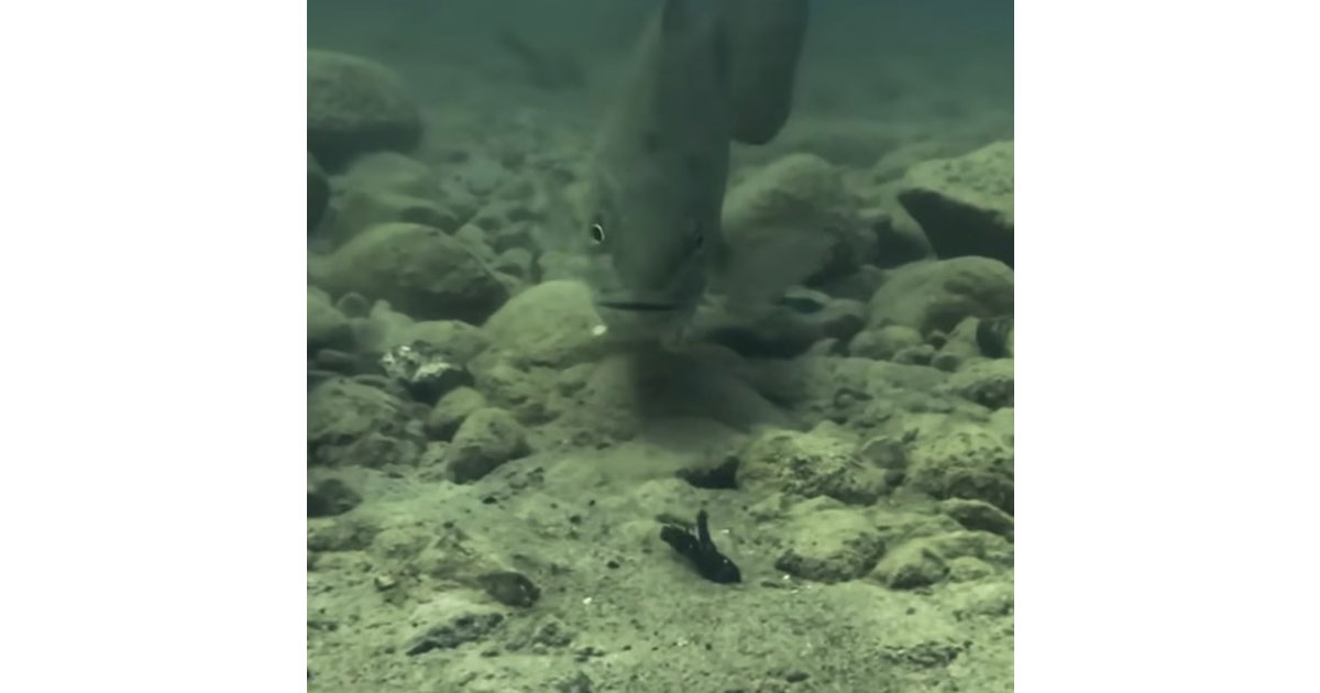 Seth Feider's NEW Llama TubeZ