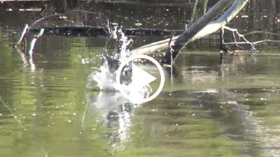 Giant Bass Goes Airborne Chasing a Frog! Topwater Bass Fishing with Frogs.