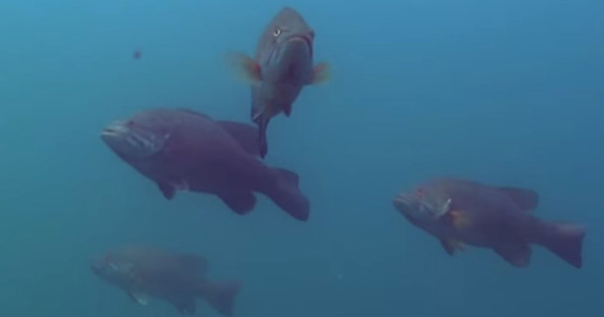 Wind affects on Great Lake Smallmouth