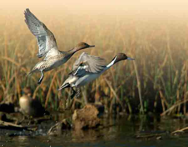Indiana Announces 2016 Migratory Bird and Waterfowl Hunting Season Dates