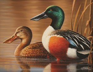 New Michigan Duck Stamp Features Two Shovelers