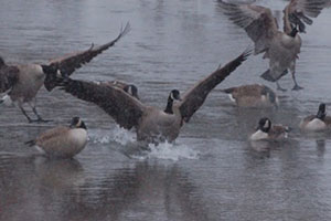 Muskegon County Wastewater System Offers Excellent Waterfowling