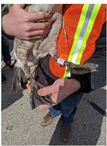 Look for Leg Bands Or ‘Trackers’ on Indiana Geese