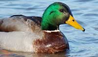 Could this be the year for duck hunters?