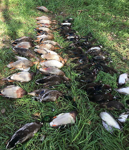 Poachers who killed nearly 60 ducks received stiff sentences.