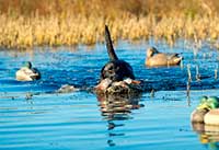 Check out Michigan's managed waterfowl areas for quality hunts