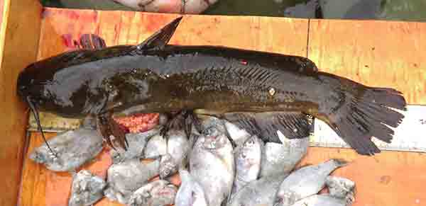 Biologists encountered this 13-inch bullheadl that had 18 bluegill in its stomach.
