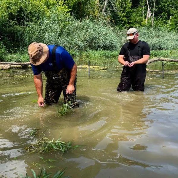 Reservoir Habitat Plants