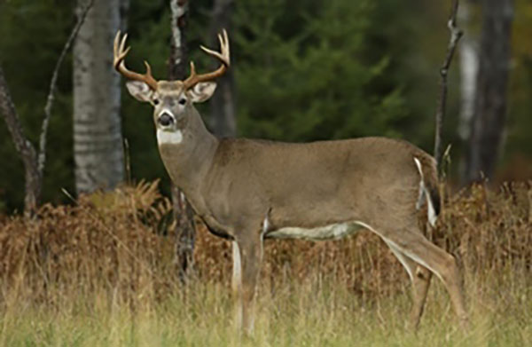 Deer Prospects Similar for Bow Opener