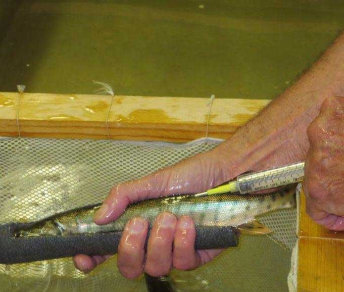 Each muskie was injected with the PIT tag before being released.