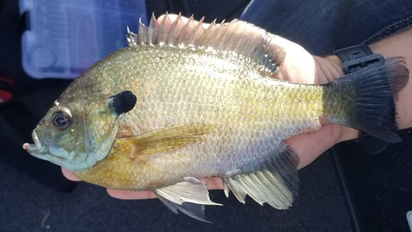 Bluegills and Bass Populations Closely Related