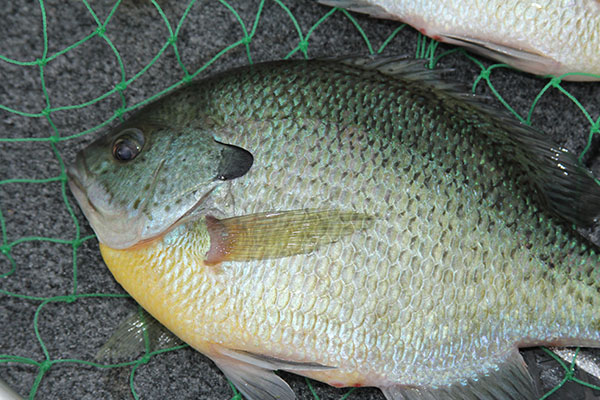 Mild Winter May Deliver Good Summer Fishing