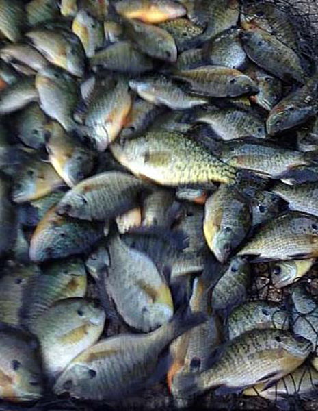 Indiana DNR Revives Bluegill Bag Limit Discussion