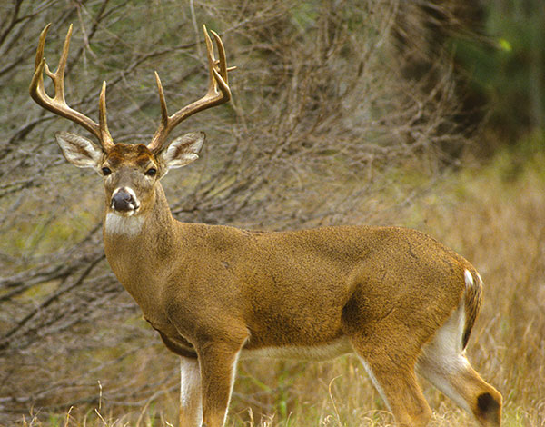 Early Deer Harvest Up 20 Percent as Hunters Eye Gun Season