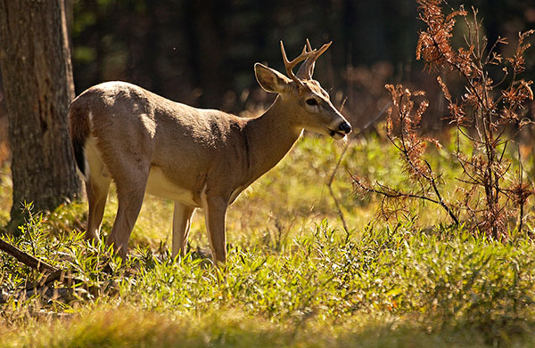Here’s a Preview of This Year’s Bow Season