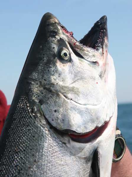 Will Stocking Changes Impact Lake Michigan Fishery?