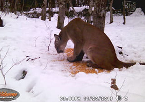 Louie talks Scopin’, Big Bass and Cougars