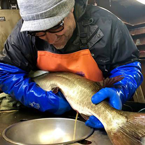 Indiana’s Webster Lake Produces Record Number of Muskies, Eggs