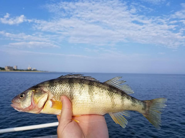 More Good News for Lake Michigan Perch Anglers