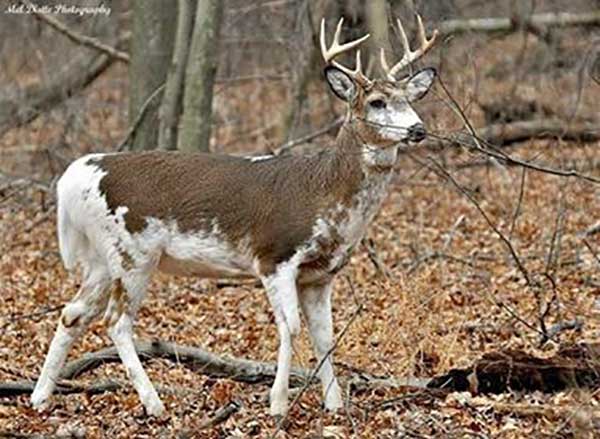 Rare Deer Causes a Stir