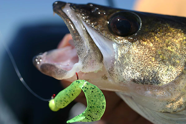 Walleye Numbers Impressive at Indiana’s Lake of the Woods 