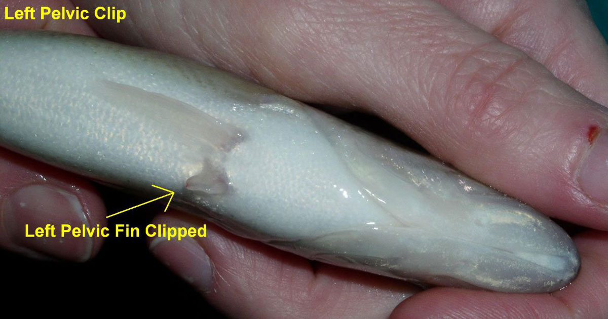 Fin-clipped walleye - Photo courtesy of Alexa Curtis