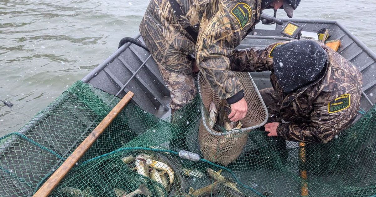 Walleye Netting Project - Photo courtesy of Alexa Curtis